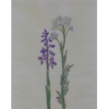 Mary Newbury Sturrock, (1890 - 1985), 'Early Purple Orchis & Cuckoo Flower', watercolour, framed