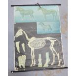 Vintage Hagemann horse Skelton wall chart and another, (2) 115 x 82cm