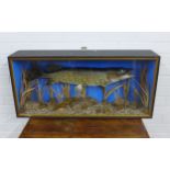 Pike taxidermy in a large glazed showcase, 85 x 34 x 17cm