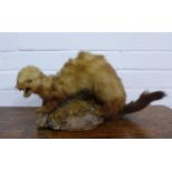 Weasel taxidermy, 40 x 22cm