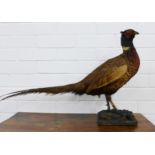 Pheasant taxidermy, 44 x 80cm