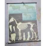 Vintage Hagemann horse Skelton wall chart and another, (2) 115 x 82cm