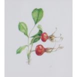 Janet Rowntree Cannon, 'Rosehip', watercolur, signed with a monogram, framed under glass, 45 x 55cm