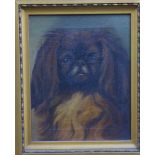 English School oil on canvas of a Pekinese, unsigned, faux gilt frame, size overall 44 x 39cm