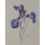 John Nash (1893 - 1977) Study of a beardless iris species, pencil and watercolour, framed under