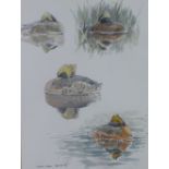 John Busby RSA, RSW, PSSA, SWA (1928 - 2015) Slavonian Grebes Resting, watercolour, signed and