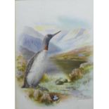 George Rankin 1864 - 1937, Red Throated Diver, watercolour, singed and framed under glass, 24 x 33cm