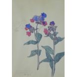 Mary Newbery Sturrock, 1894 - 1987, Lungwort, watercolour, signed with initials, framed under