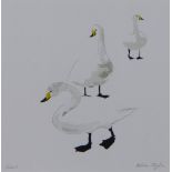 Heloise Maylin (Contemporary) Swans, watercolour, signed and framed under glass, 17 x 17cm