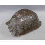 Tortoise shell, 35 x 18cm