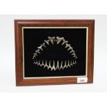 Framed Eocene era sharks teeth