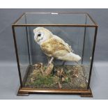 Owl taxidermy, in a glazed showcase, 41 x 43cm
