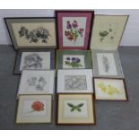 Quantity of botanical prints, drawings and watercolours, all framed under glass (a lot)