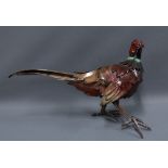 A large painted metal model of a Pheasant, 58cm long