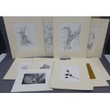Quantity of botanical prints, etc, all in card mounts but unframed, various sizes (15)
