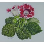 Janet Orme, 'SINNINGIA speciosoa hybrid Florists Gloxonia', watercolour, signed and dated, framed