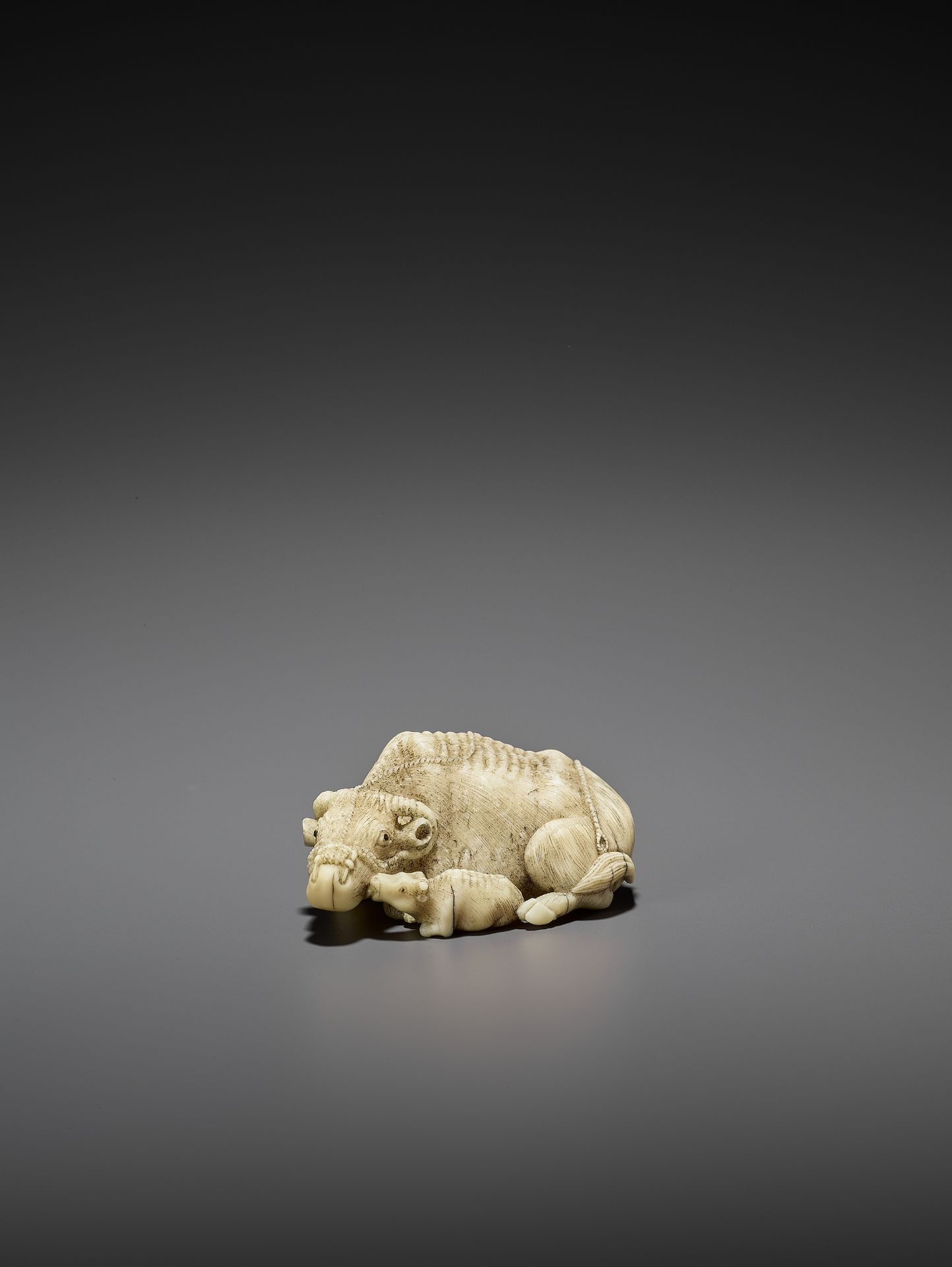 MITSUCHIKA: A LARGE AND RARE WALRUS IVORY NETSUKE OF A RECUMBENT COW WITH CALF