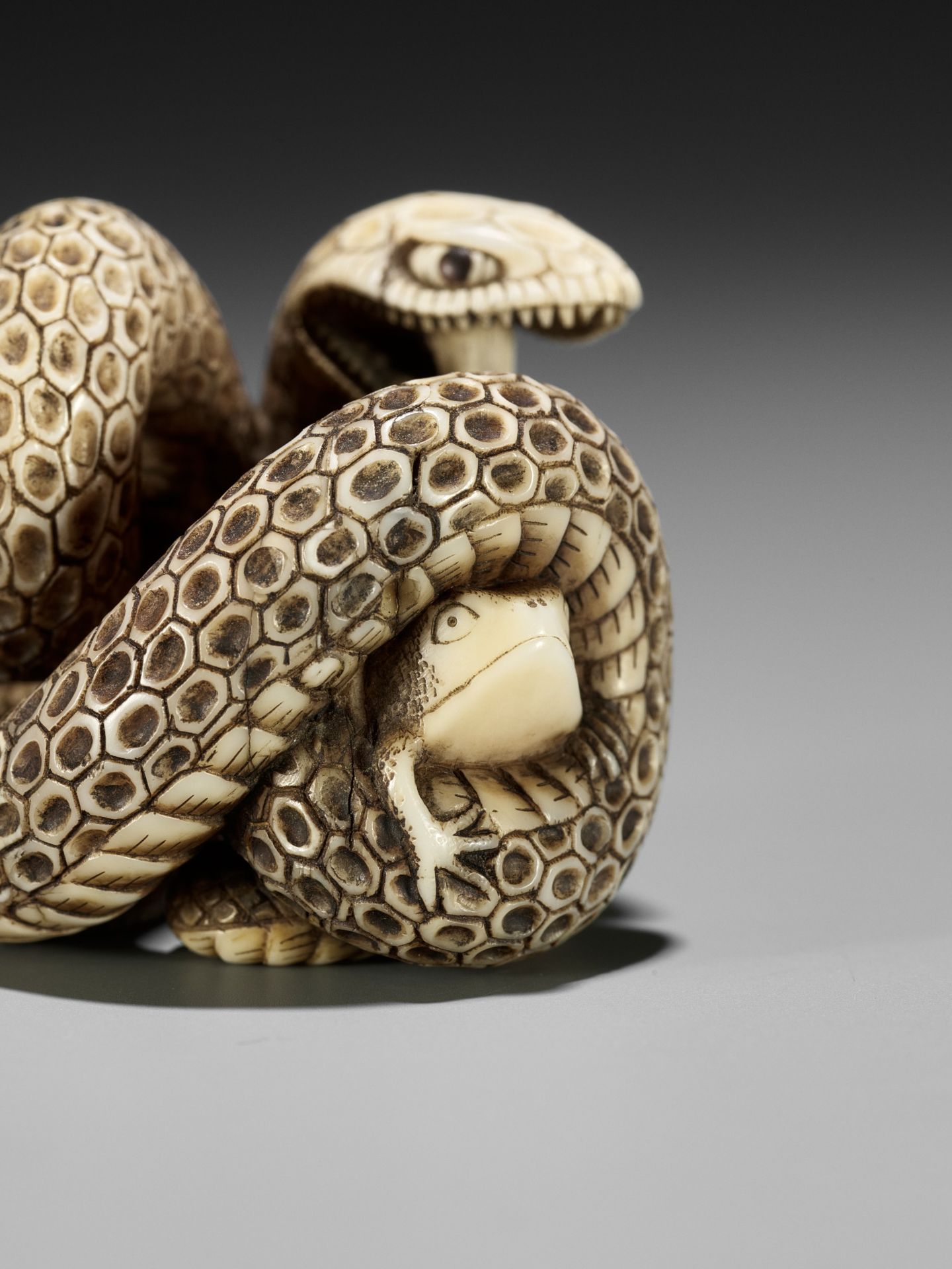A SUPERB IVORY NETSUKE OF A SNAKE PREYING ON A FROG, ATTRIBUTED TO MASATSUGU - Bild 2 aus 16