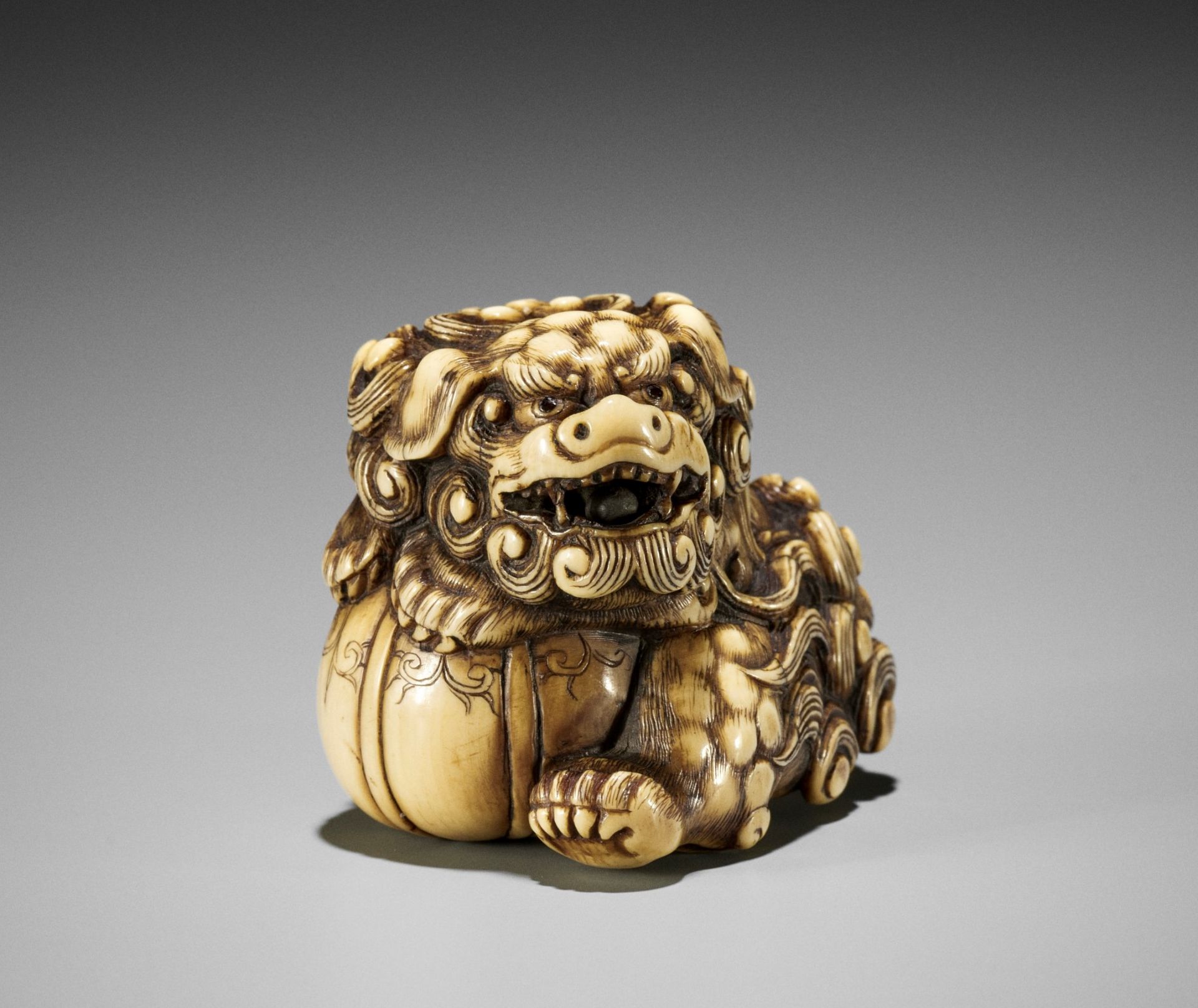 HIDECHIKA: A POWERFUL IVORY NETSUKE OF A ROARING SHISHI WITH BALL