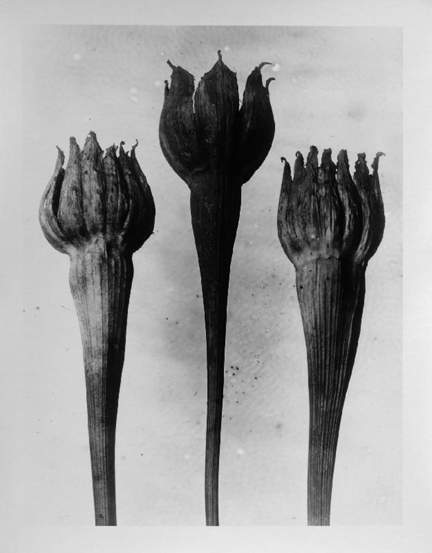 Blossfeldt, Karl - Pflanzenformen II - Bild 4 aus 6