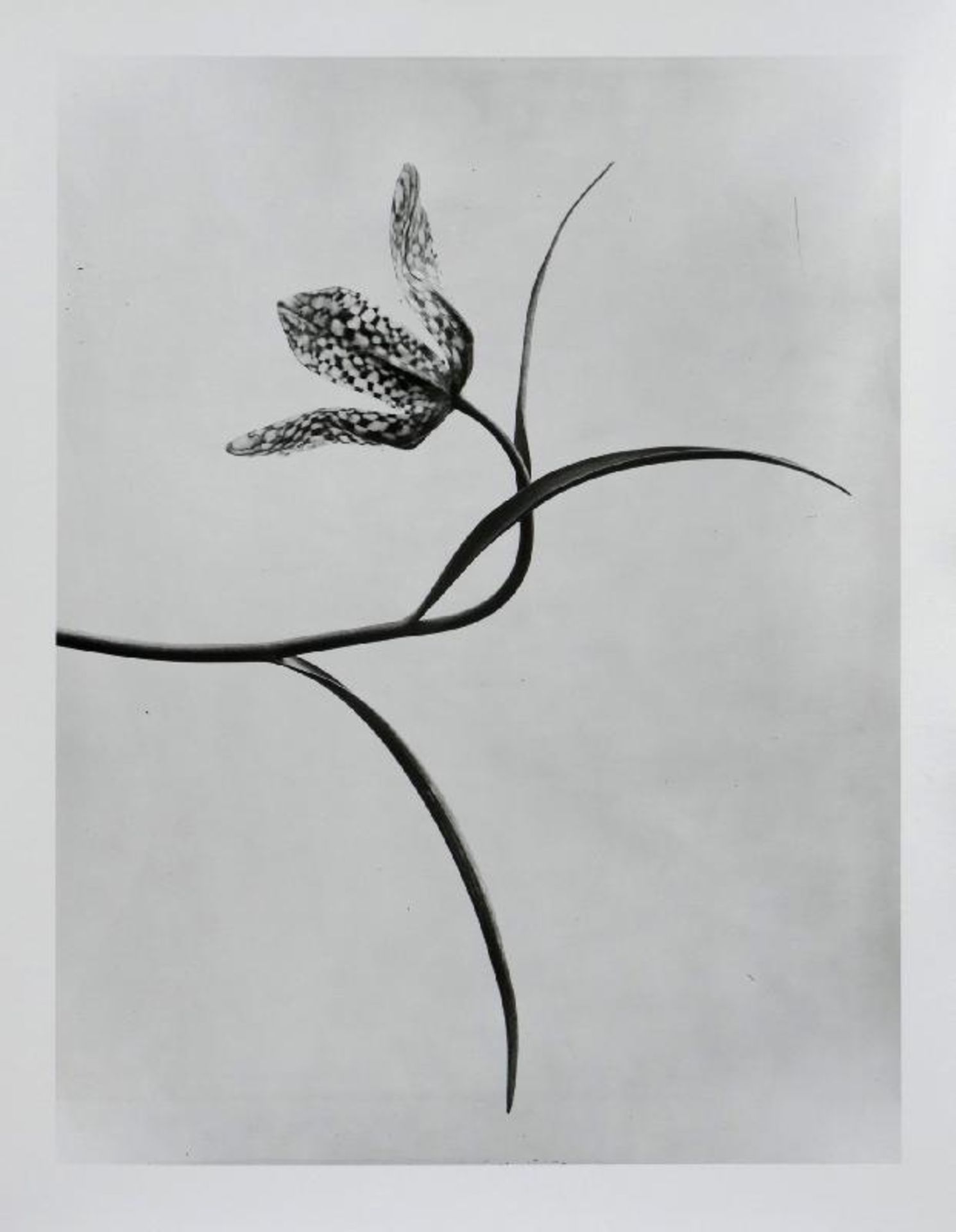 Blossfeldt, Karl - Pflanzenformen II - Bild 6 aus 6