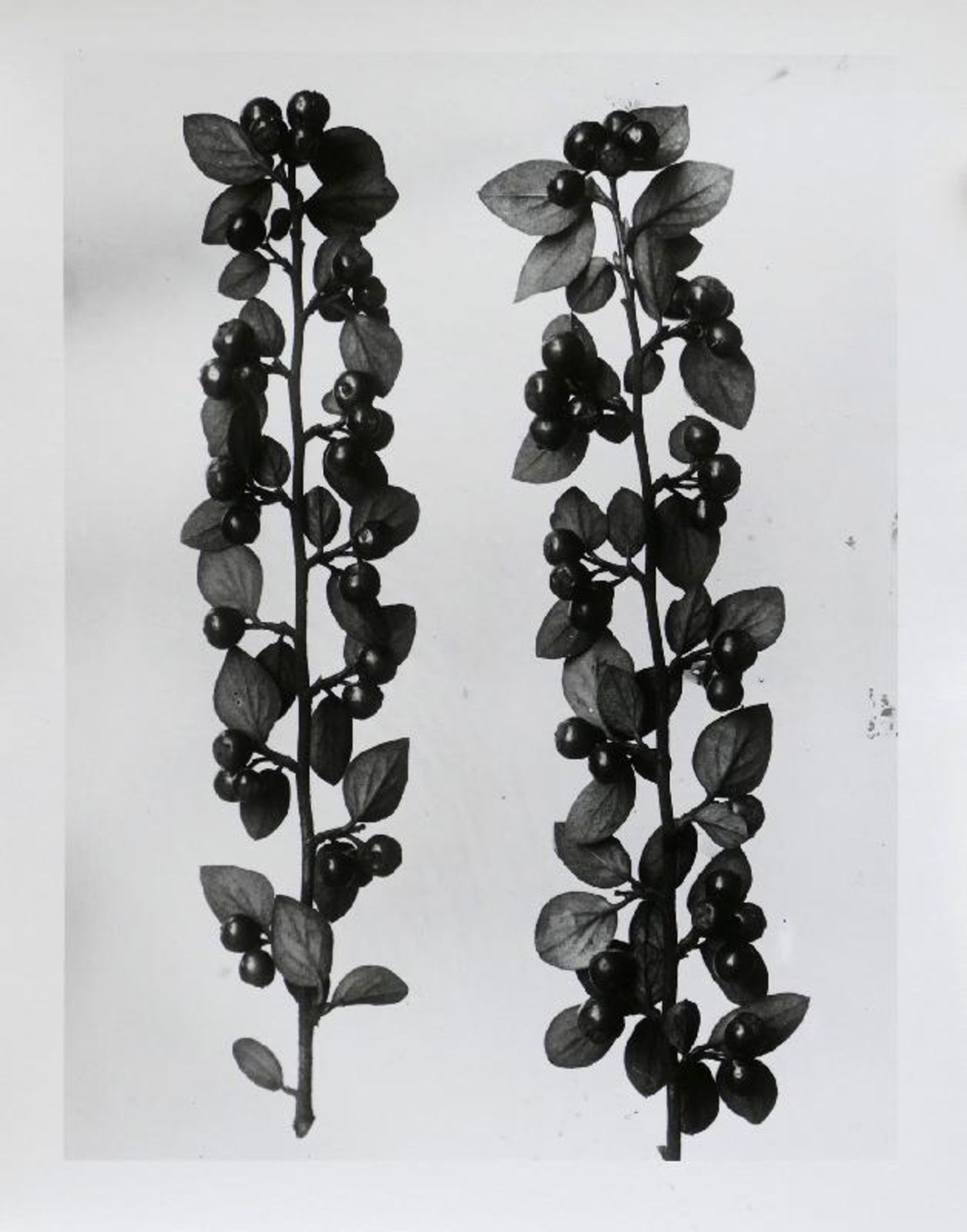 Blossfeldt, Karl - Pflanzenformen II