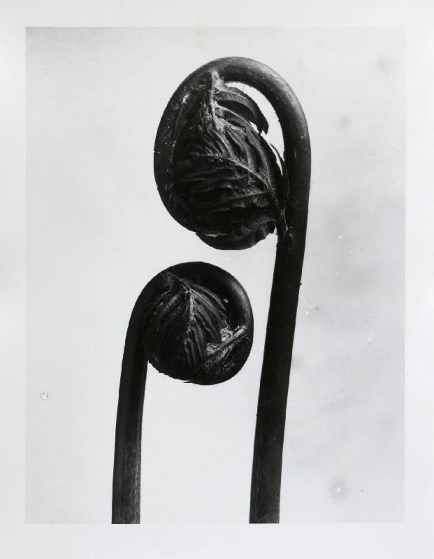 Blossfeldt, Karl - Pflanzenformen II - Bild 2 aus 6