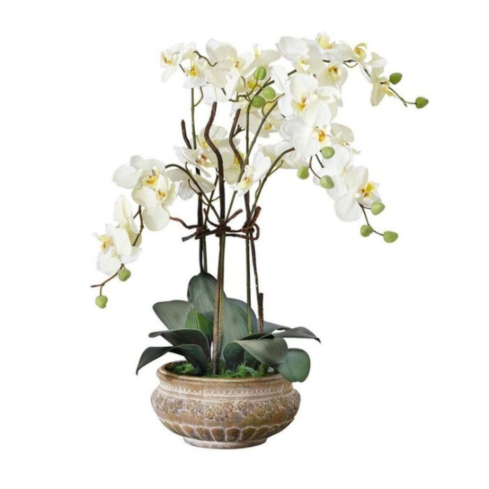 The Seasonal Aisle, Orchid Centerpiece in Planter (CERAMIC POT) (58cm H x 50cm W x 50cm D) - RRP £