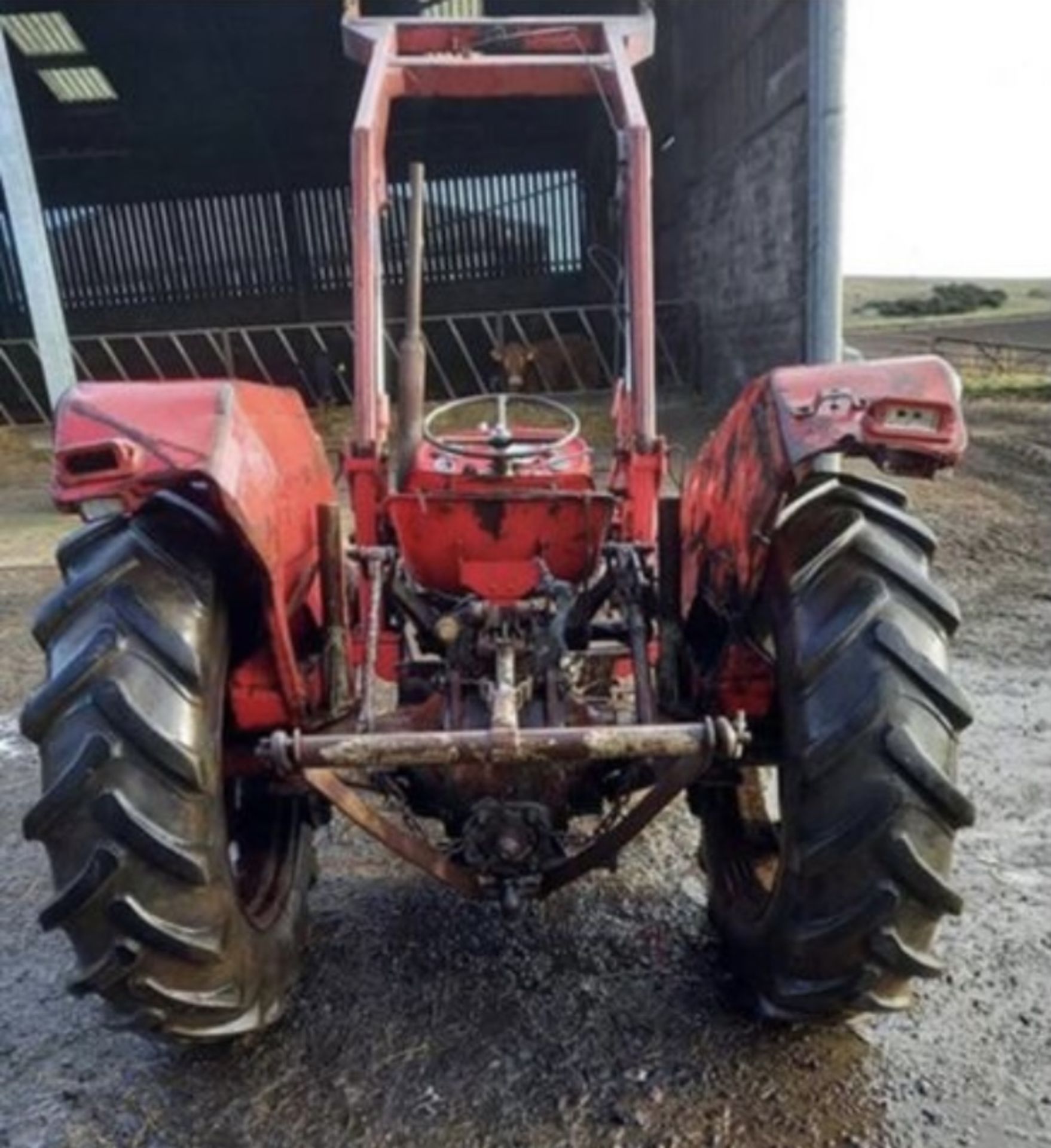 MASSEY  FERGUSON 135 3190 HOURS WITH LOADER 1970 . STARTS DRIVES LIFTS.LOCATED IN NORTHERN IRELAND. - Image 3 of 5