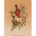 Haematospiza Siphai - stampa uccello del sud-est asiatico