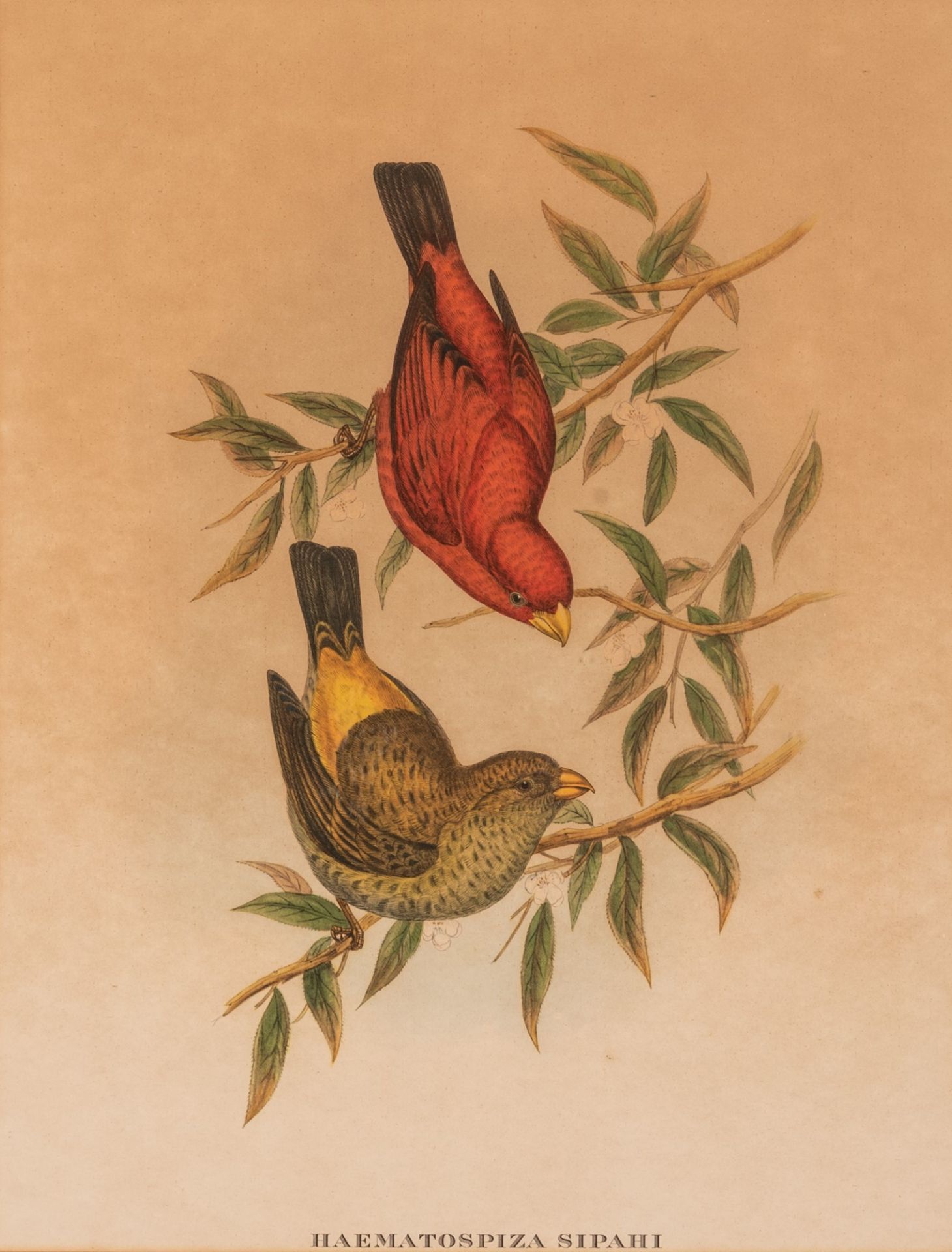 Haematospiza Siphai  - stampa uccello del sud-est asiatico