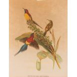 Nectarinia Gouldiae - Stampa uccello del sud-est asiatico