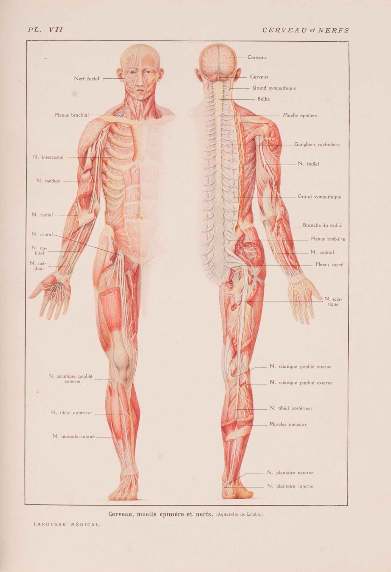 Larousse Medical Illustrated - Bild 4 aus 4