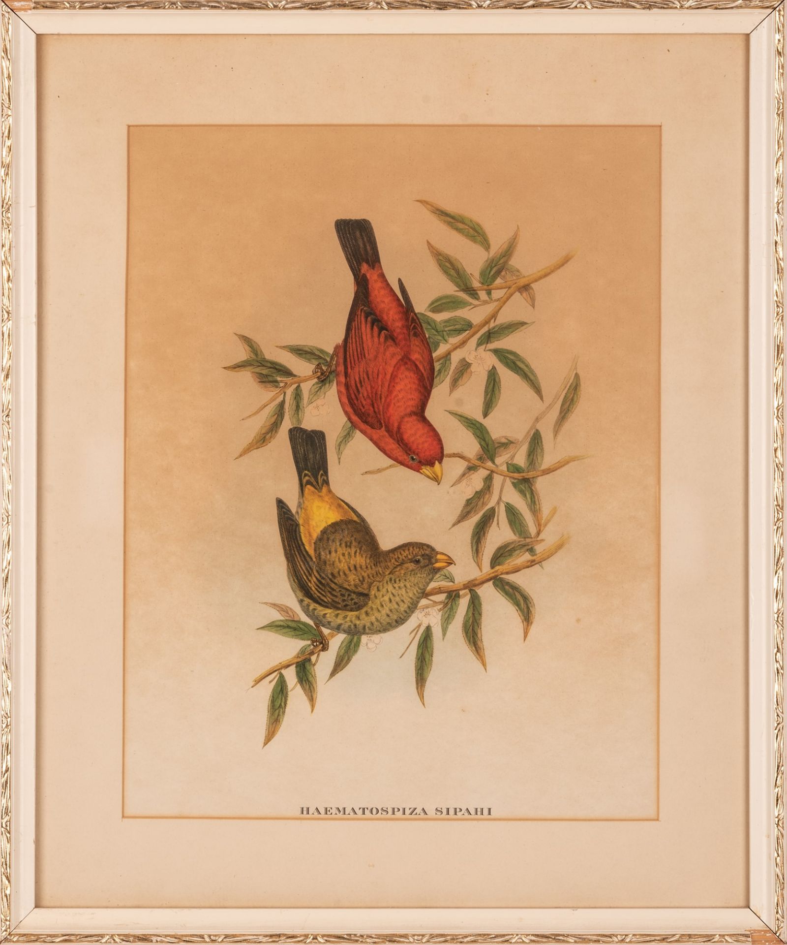 Haematospiza Siphai  - stampa uccello del sud-est asiatico - Image 3 of 4