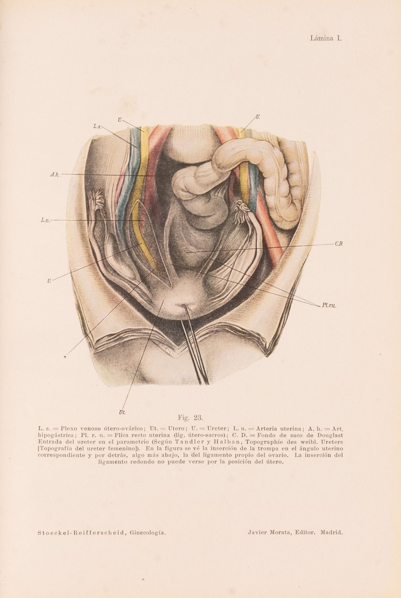 TRATADO DE GINECOLOGÍA. Primera edición española. - Bild 4 aus 6