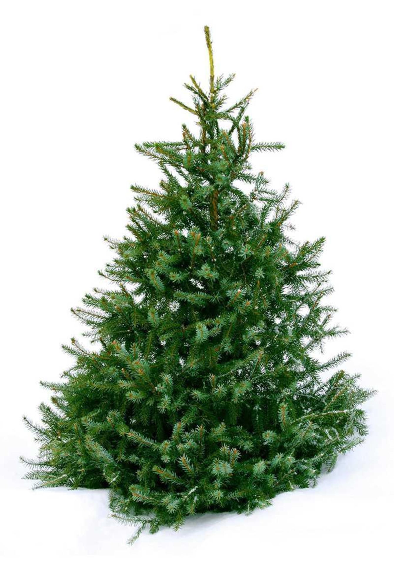 (Jb) RRP £270 Lot To Contain 1 Boxed 5Ft Alison Cork Sugar Spruce Christmas Tree