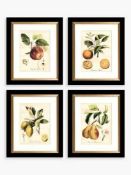 RRP £150 Tuscan Fruit - Framed Prints & Mounts, Set Of 4, 36.5 X 30.5Cm, Orange/Multi