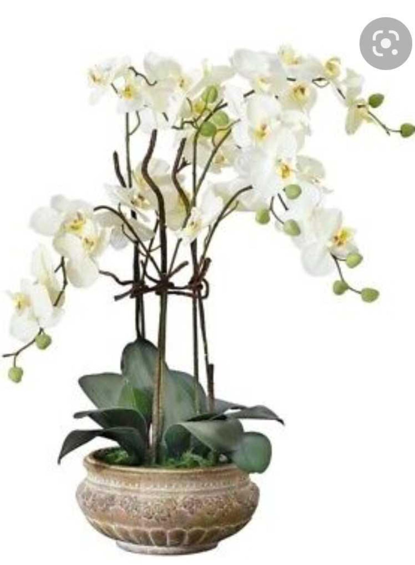 RRP £70 Boxed Schneider Orchid Centerpiece In Planter