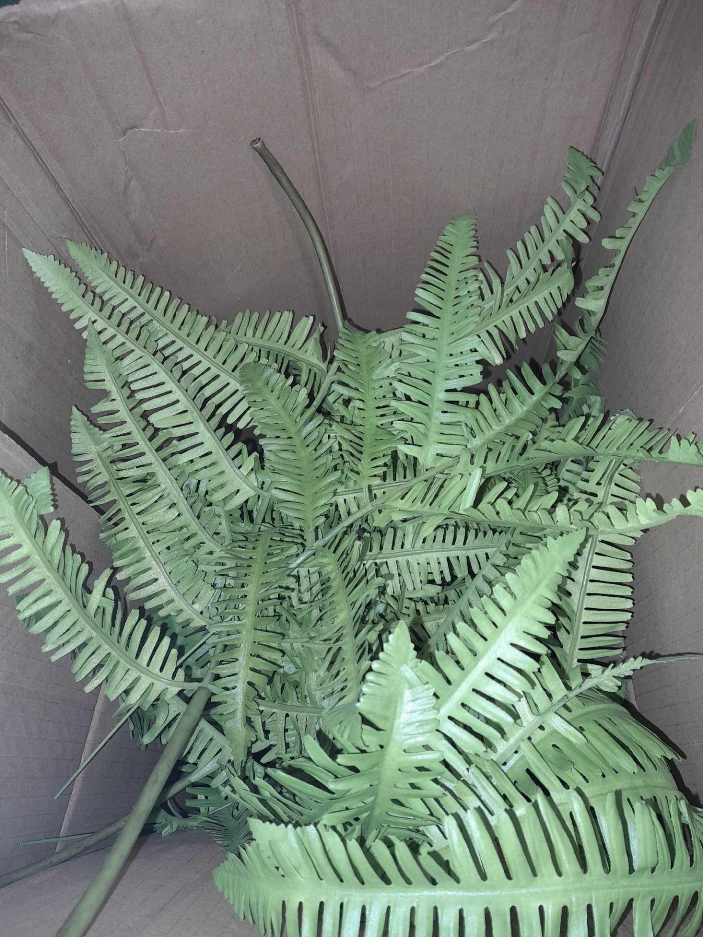 RRP £200 Boxed Large Potted Fern Tree - Image 2 of 3
