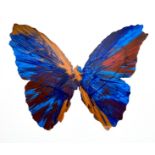 Damien Hirst. 2009. Butterfly. Spin Painting, acrylic on paper. Stamp of the signature "Hirst" on th