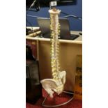 Imitation Scientific Human Spinal Column Medical Model on chrome stand - 82cm high