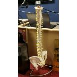 Scientific Human Spinal Column Anatomy Model - 81cm high inc stand