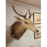 Ten-Horned Taxidermy Mounted Deer Head - Hunting Interest