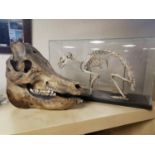 Scientific Glass Cased Rabbit Skeleton + a Farm Animal's Skull, likely a Pig