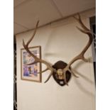 Wall Mounted Antlers