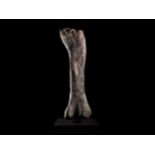 Apatosaurus femur/ Dinosaurier(Apatosaurus ajax)