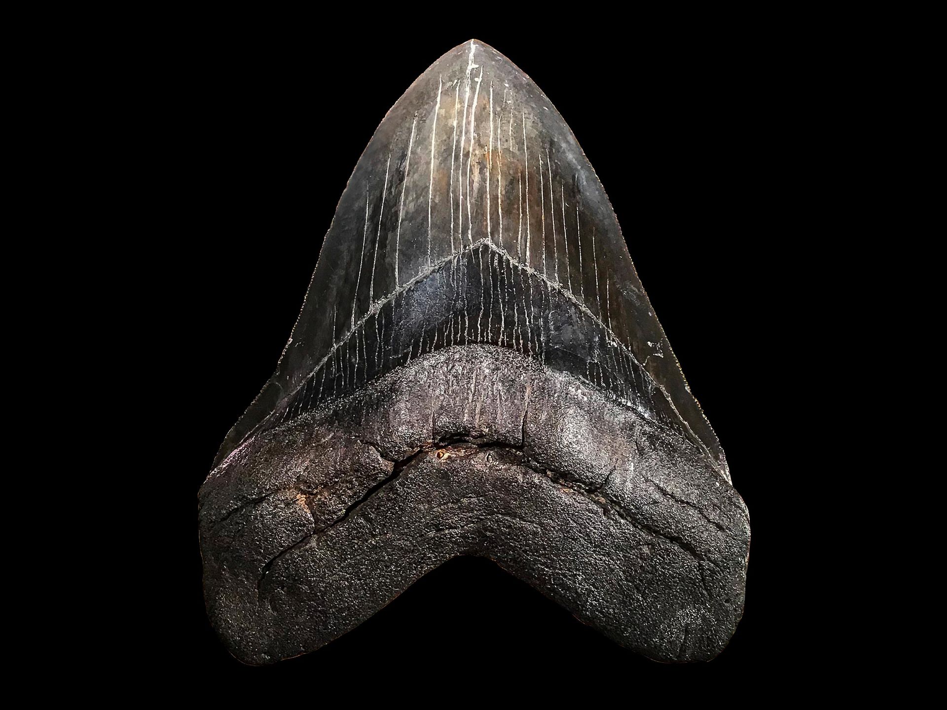 Zahn eines Megalodon-Hai (Carcharocles Megalodon)
