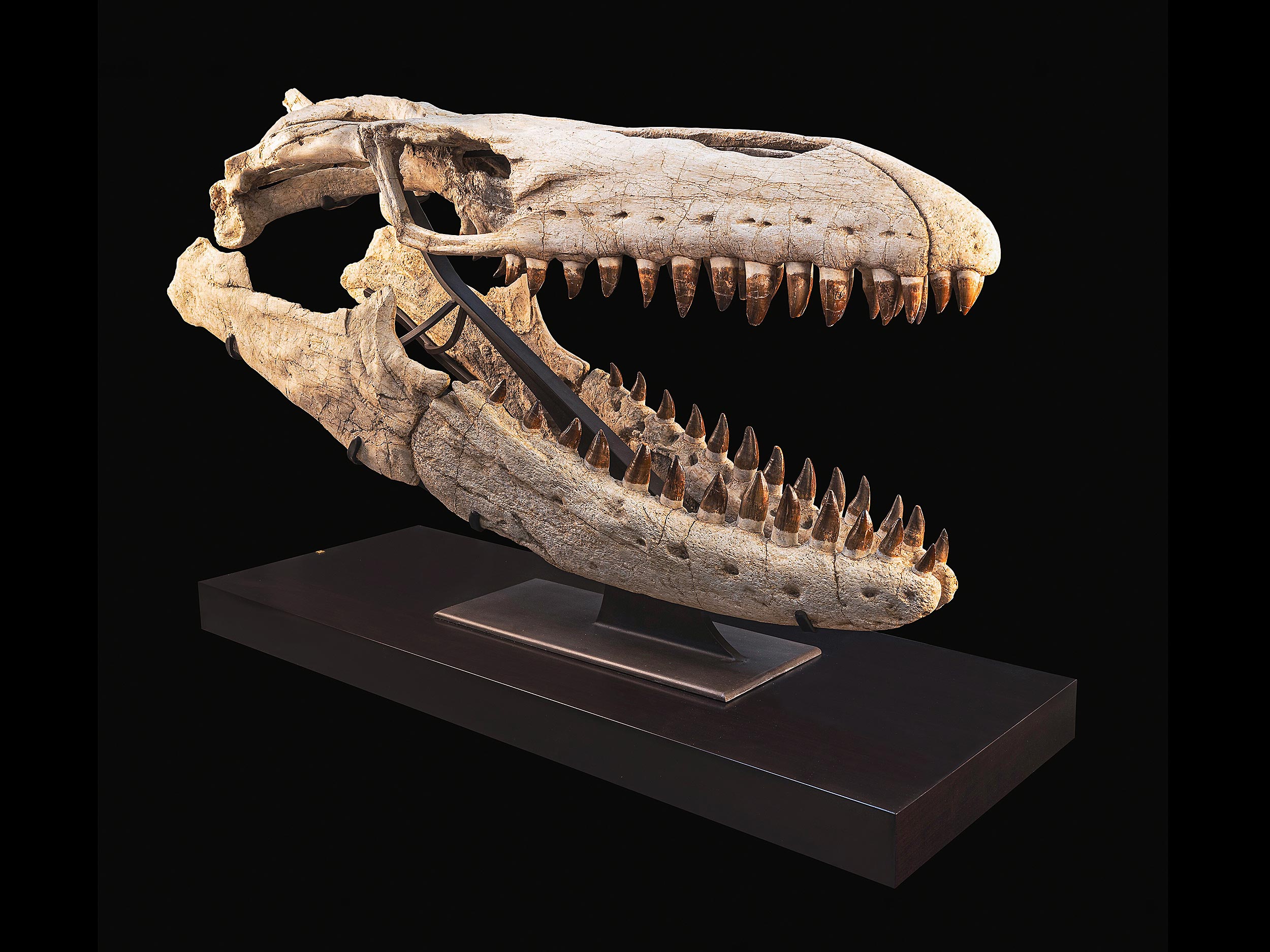Schädel eines Mosasaurus (Prognathodon sp.)