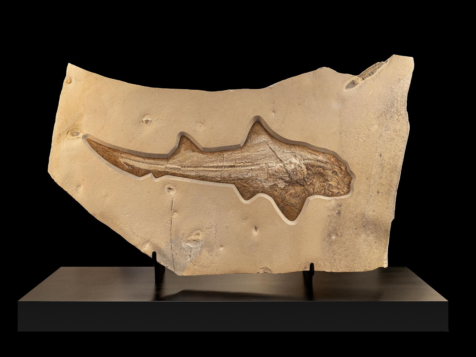 Haifossil (Indeterminate sp.)