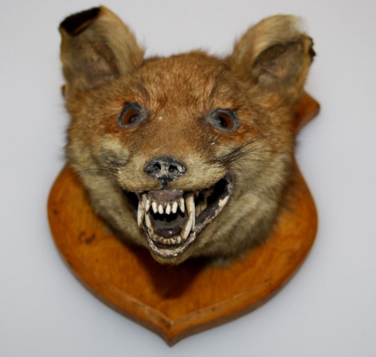 Taxidermy: An Edwardian preserved fox mask, mounted on an oak shield